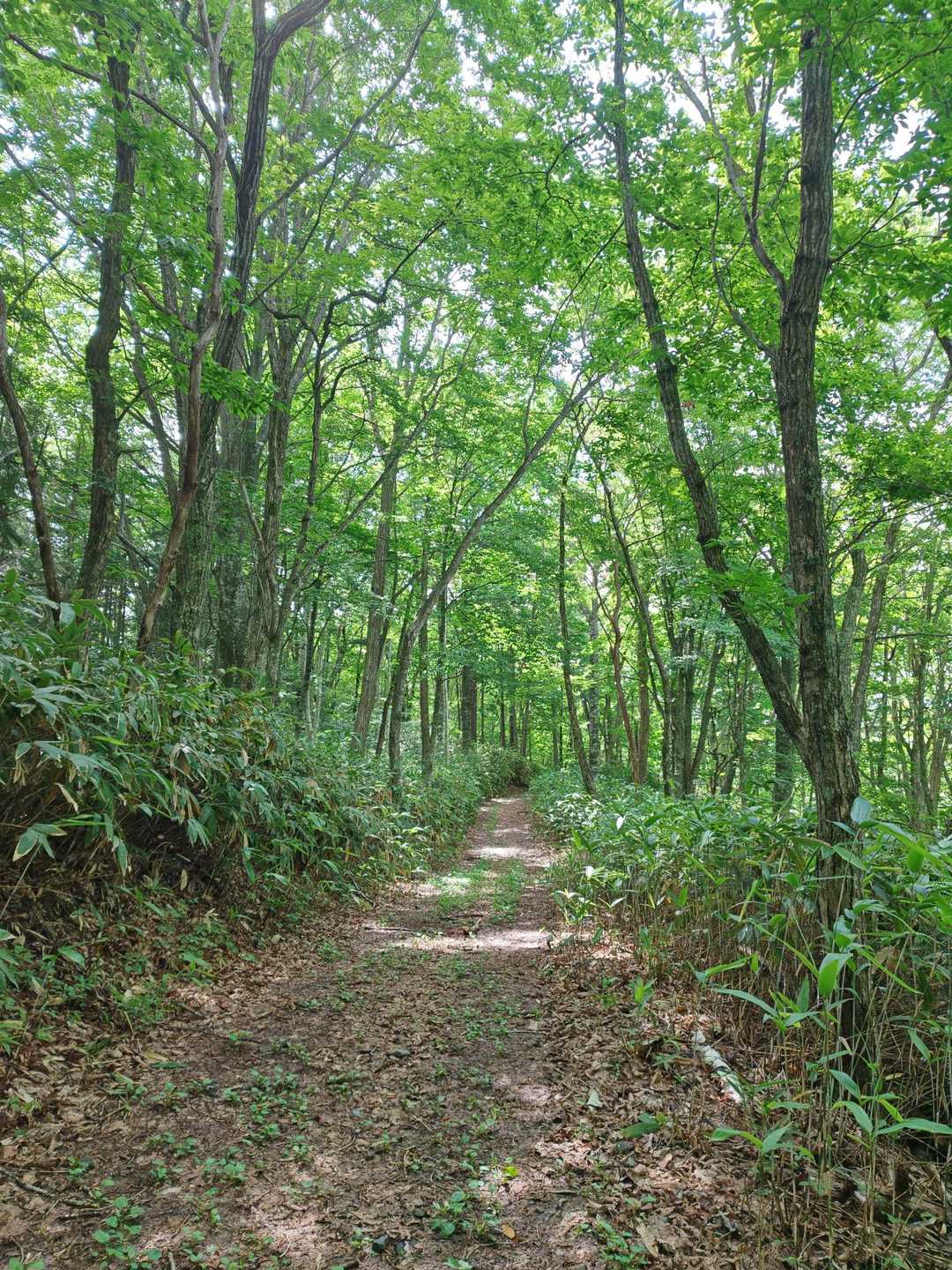 ずーーーっと
ゆるーーーい林道😄