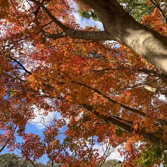 霊園の紅葉もまだまだきれい