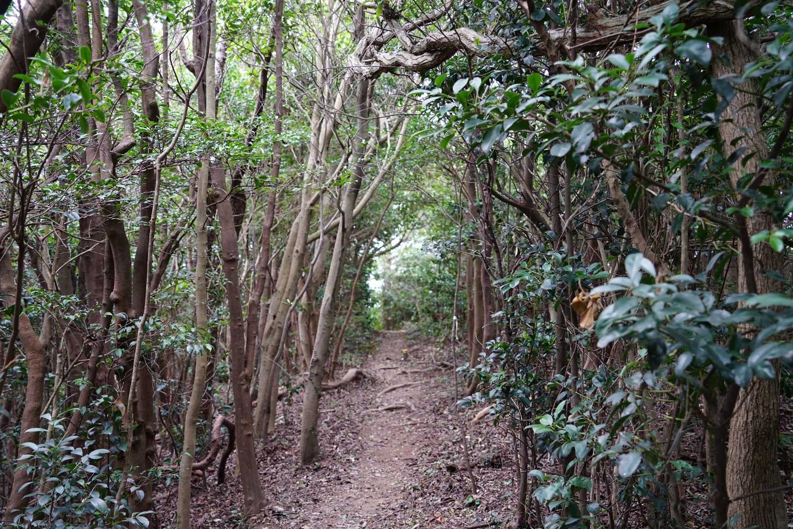 今日はピストンで下山。
乾燥していて足元がザラザラなので、下りは気を抜くと滑ります。