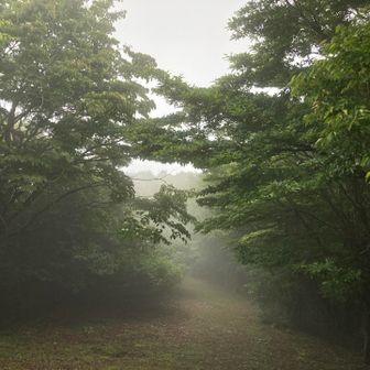 ココは霧深い日の方が雰囲気あってええやも