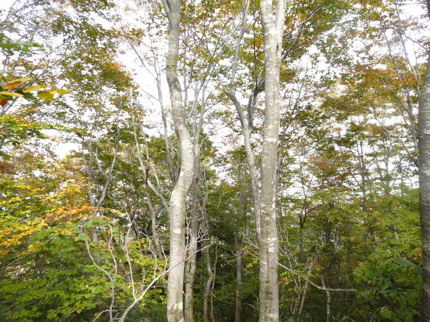 明るくなってきた事もあってか、下山も苦にならない樹林帯🌳森吉の森ヨシ・・・言っちゃった🥺