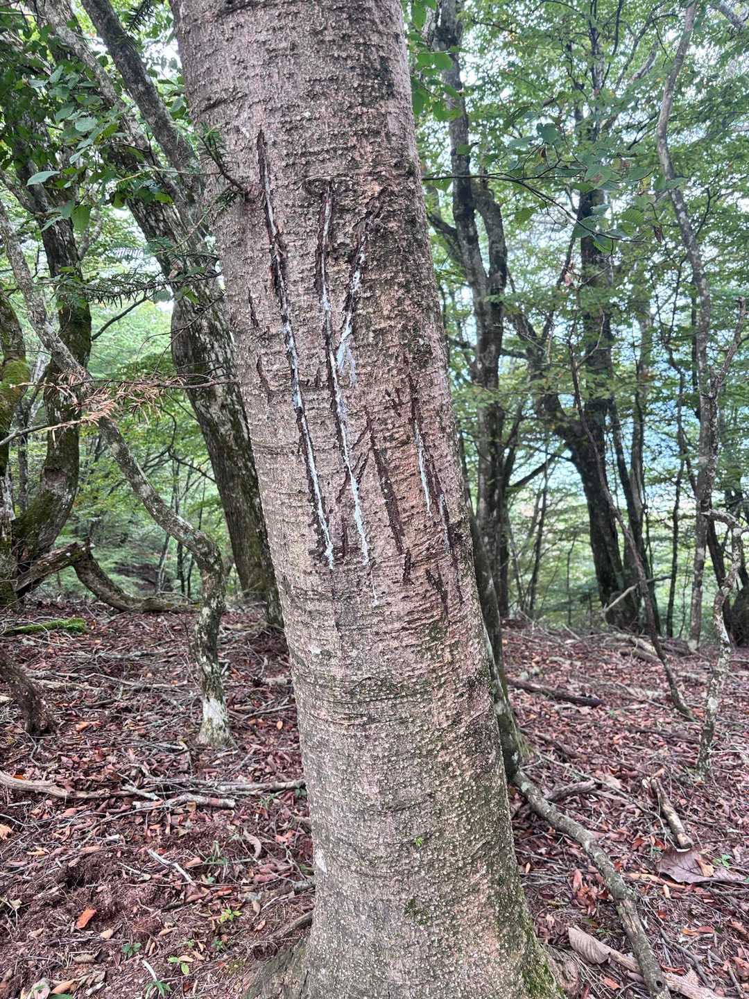 古い熊の爪痕