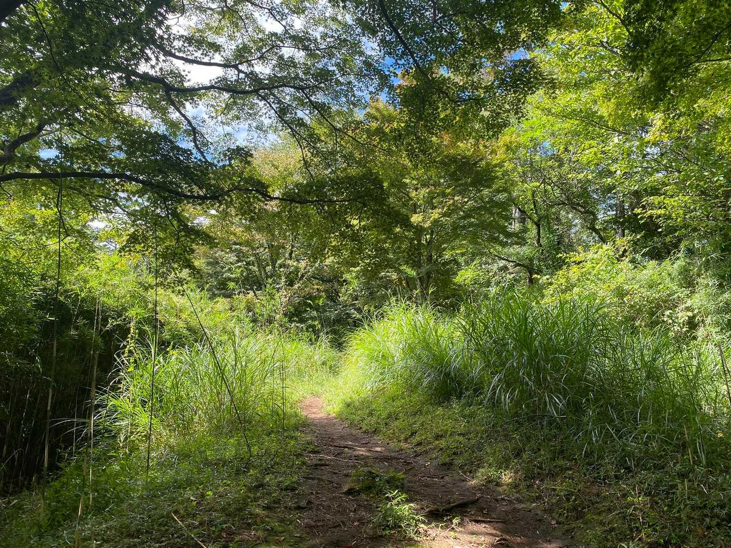 「えっ！？湯坂山も過ぎちゃった」と気づいて、振り返ってその山頂あたりと思える場所をパチリ。道が平たくて山頂標識ないから、ついつい見逃しちゃう☺️