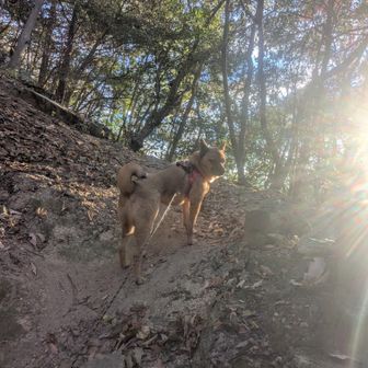 ナナさんをペースメーカーにして西峰へ。