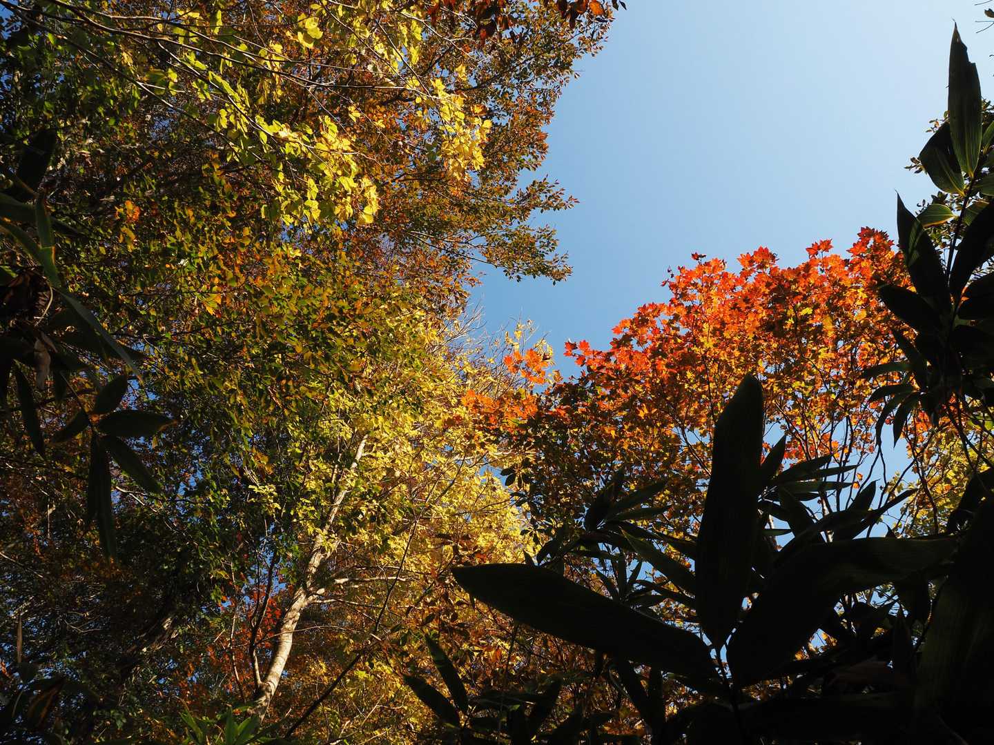 紅葉も見頃