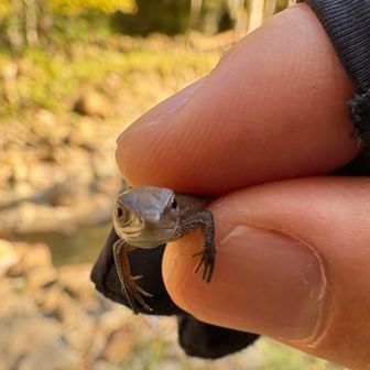 パイセン捕まえた🦎