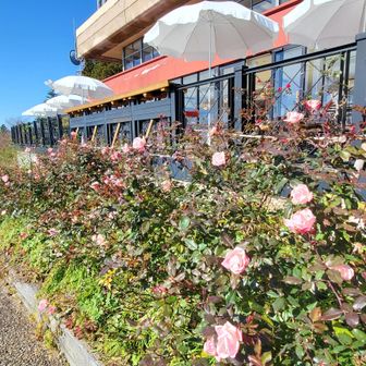 ここだけ、花が咲いてました
通常1200円の入園料が冬季は600円です、納得🤭