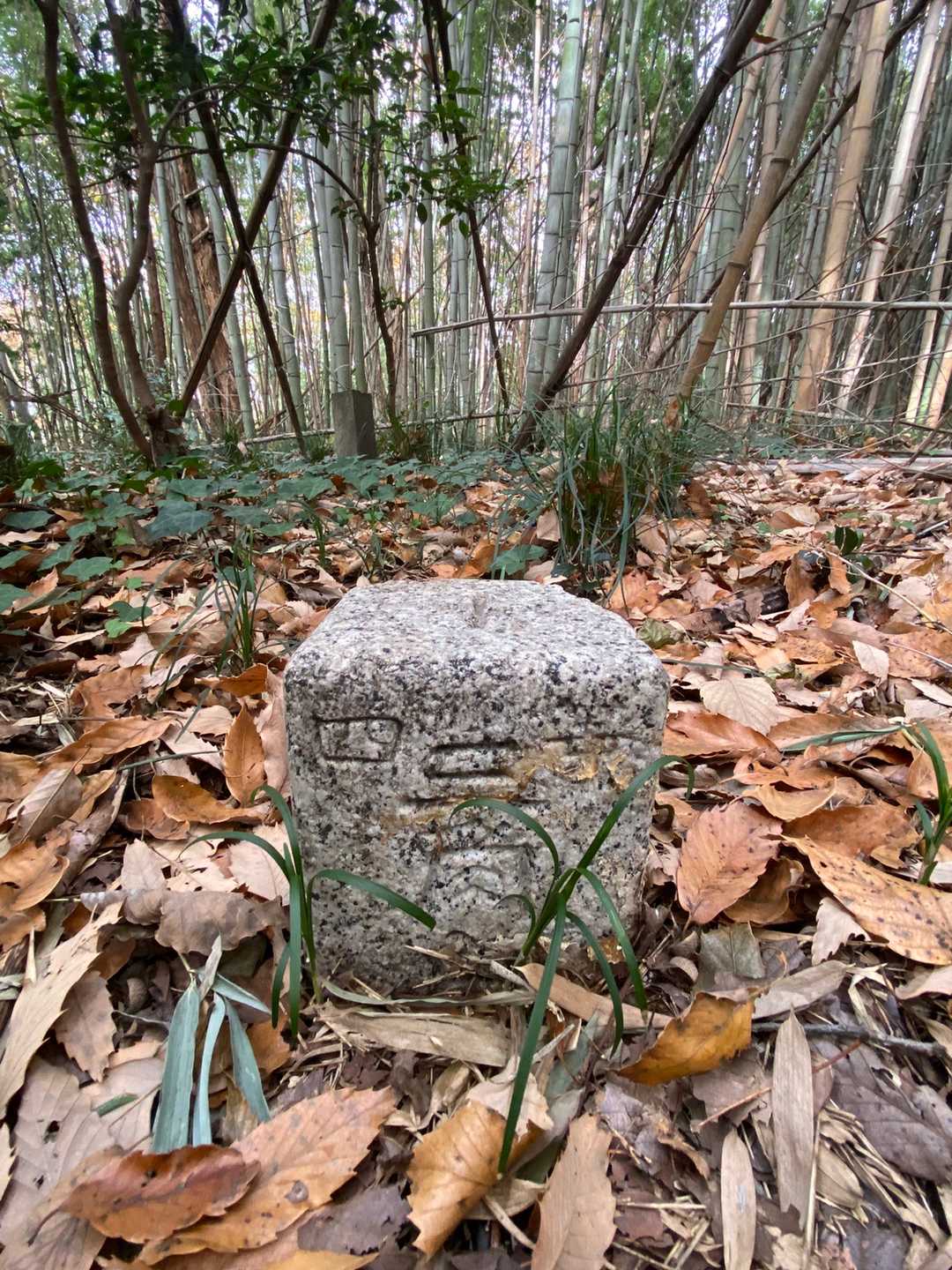 大立山の三角点