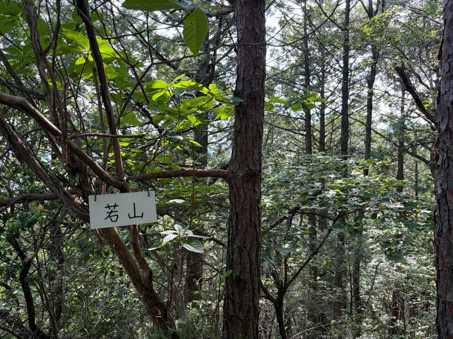若山登頂〜