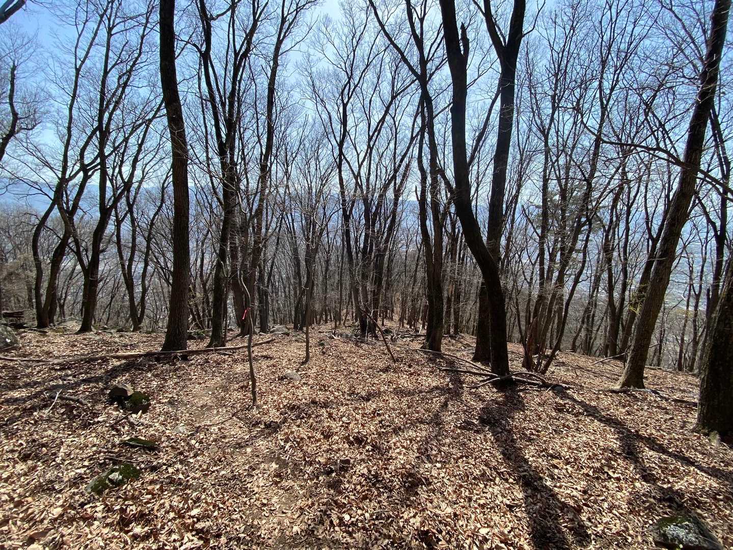 明るい広葉樹の道が早春の低山の魅力。