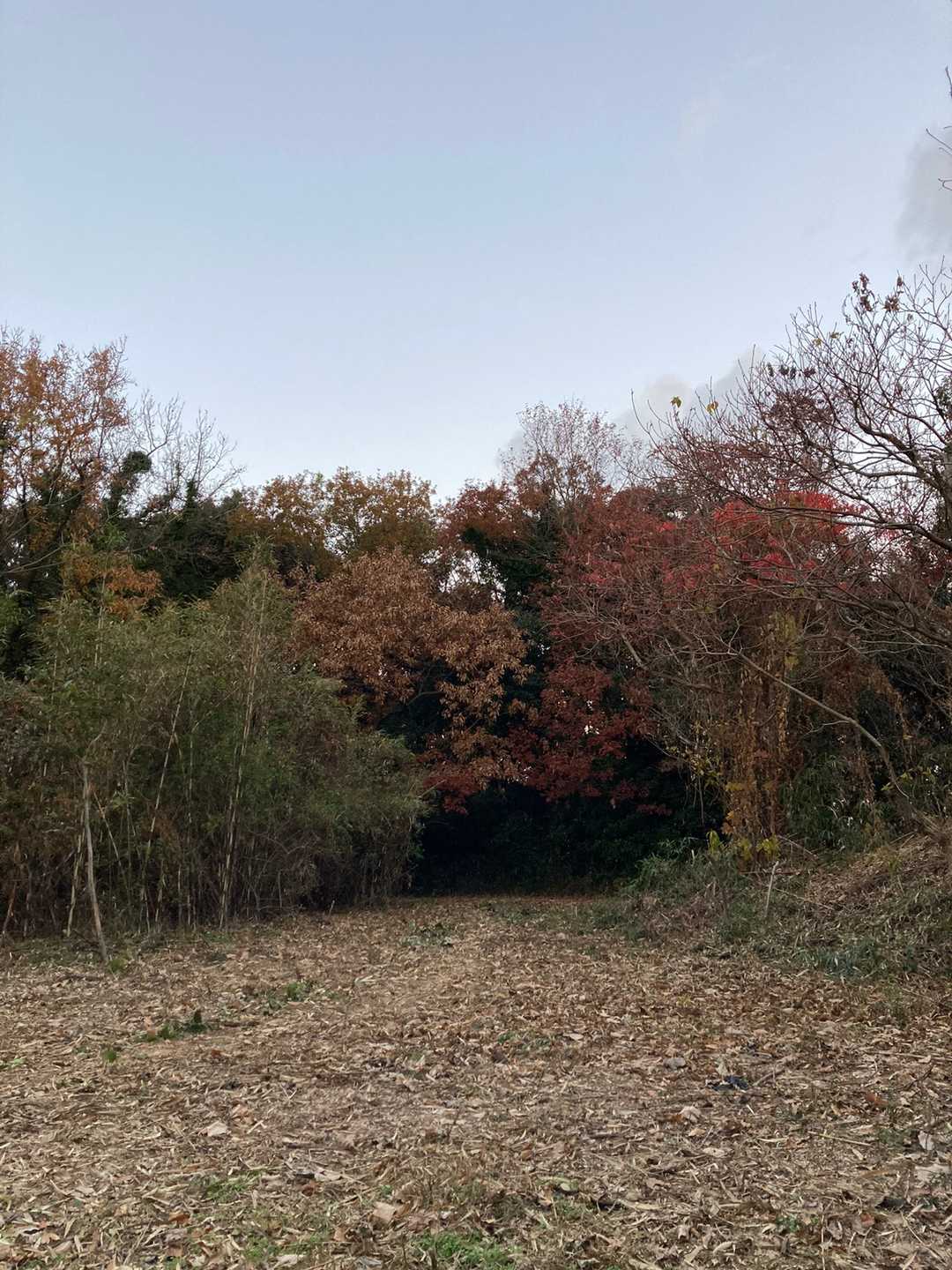 こんなにスッキリ…広いですよ
紅葉してる木の間から歩いて来て、振り返った写真です
