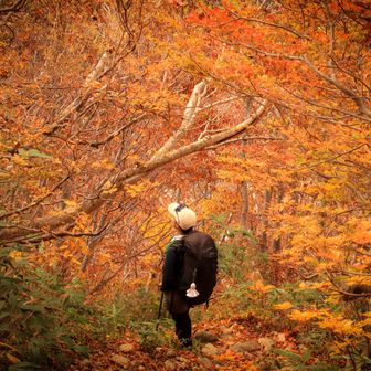 紅葉のトンネル🍁