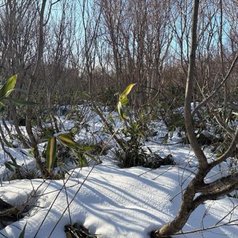 頑張って向かいましたが…あと50m 笑
長いスキーだと行けそうですが、笹が寝ていてスキー引っ掛かり転びました😆