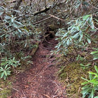 下山始めたら雨が止んだ
鷹見岩に寄ってみる
こちらの道は獣道みたいだ、ザックの引っ掛けに注意