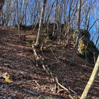 葉が落ちてスッキリしてる物見山山頂直下🍂