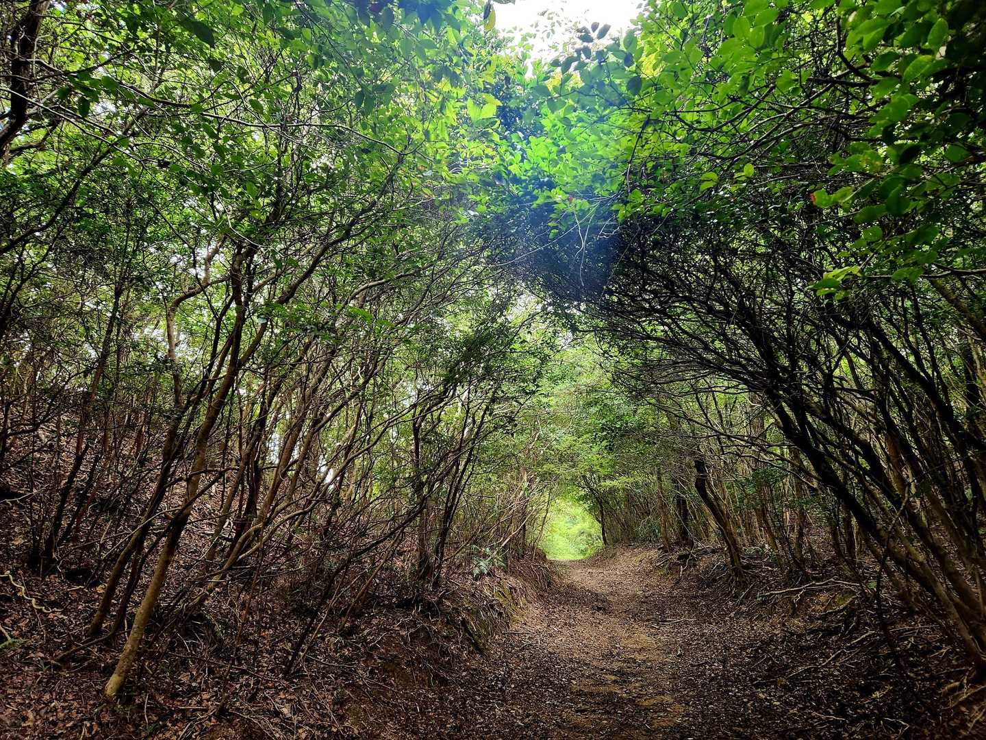 奥辺峠-大福山 往復コースの写真