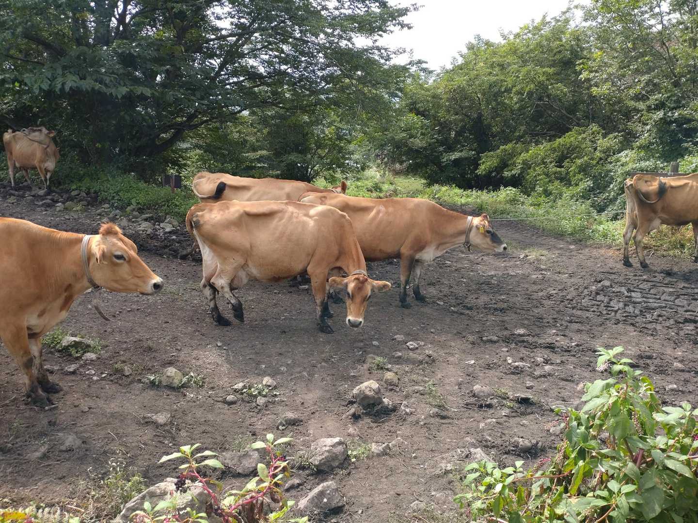 🐂えぇ～通して欲しい🙏