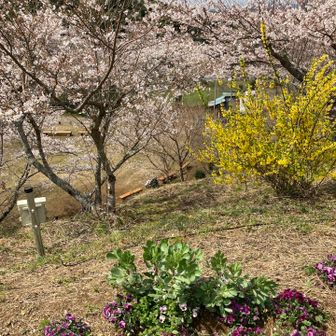 桜、山吹？、パンジー？に混じって、ソラマメも満開ｗ