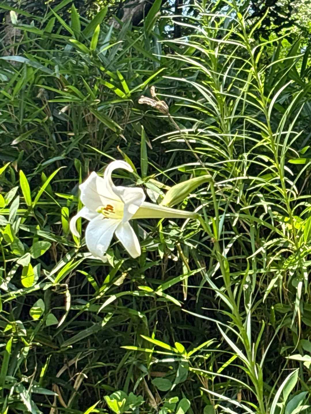 🌼