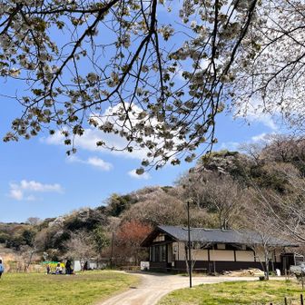 iPhone撮影は色が鮮やか