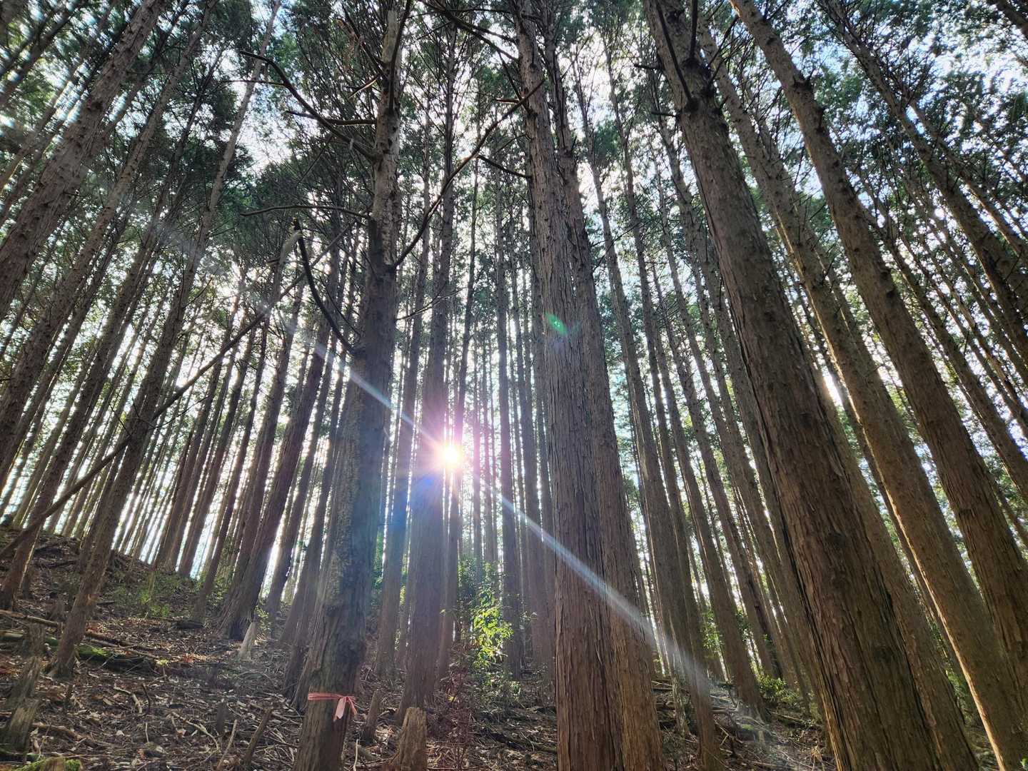 杉林の間から差す太陽は綺麗でした🥰