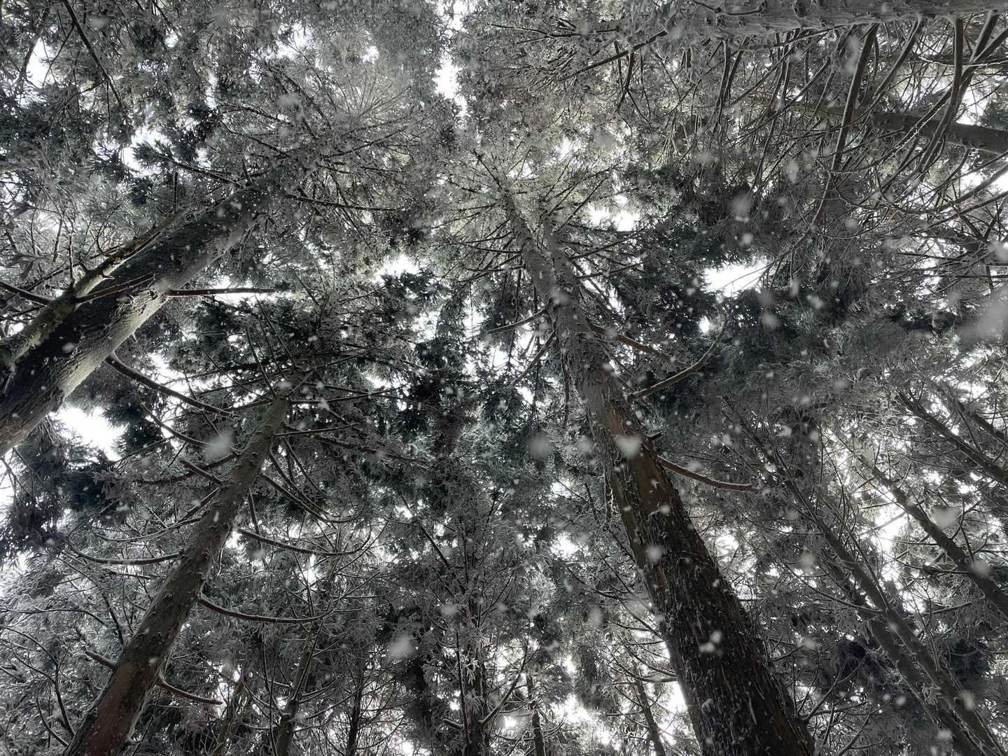 キラキラの粉雪❄️✨の中で、何かの主人公になった気分🤣
