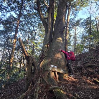 大きな杉の木  千年杉🌲