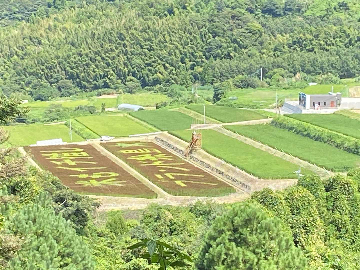 田んぼアートが🎨