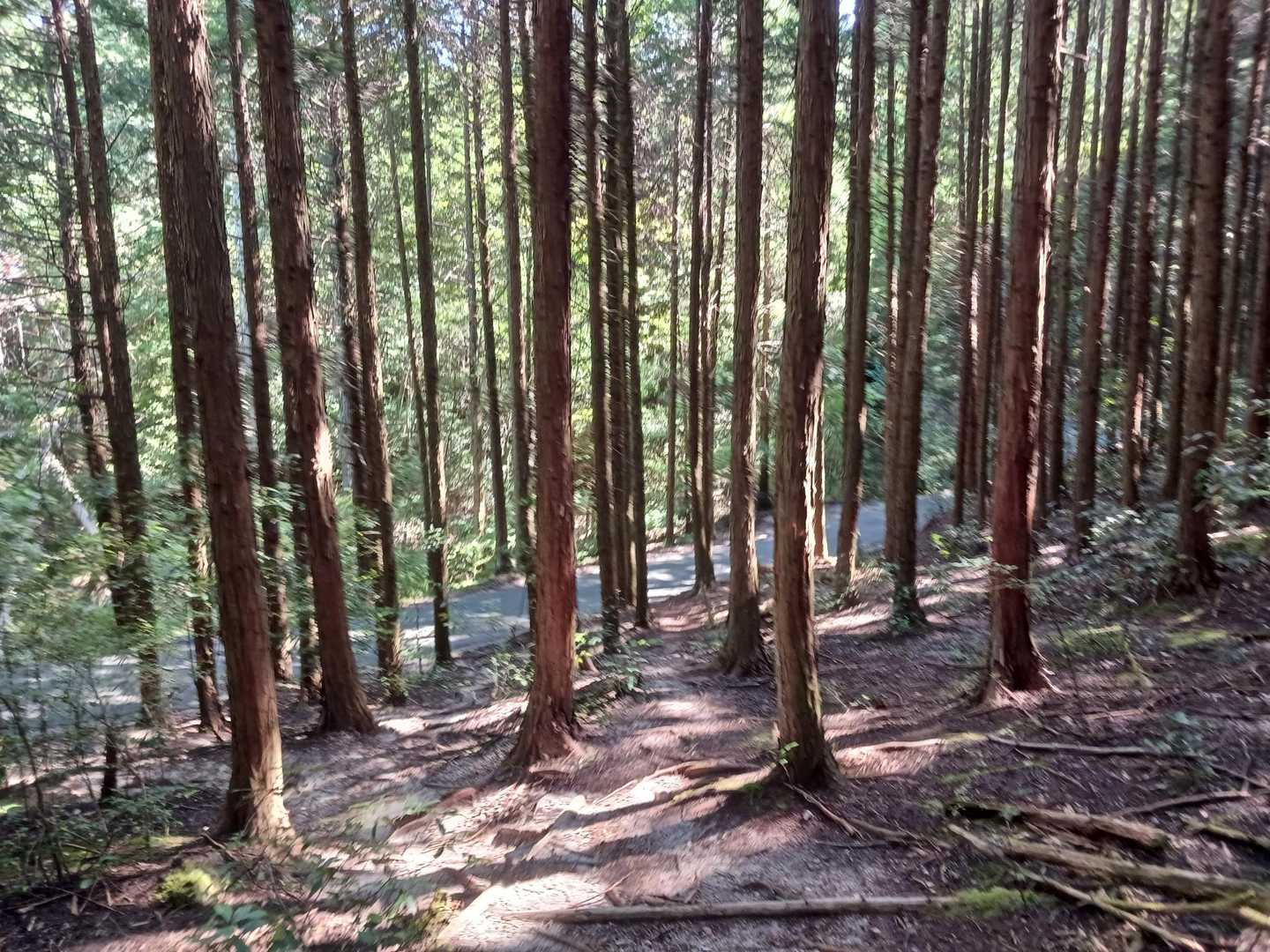 林道が見えました