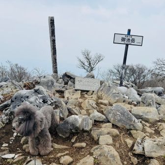 完全に曇って景色見えない御池岳
東ボタンブチから天狗鼻辺りの登山道に
紫キクザと白キクザもありそうなのと
その辺りで雪の時に落とした自撮り棒を
探しに行く予定でしたが
曇ってるので諦めまして