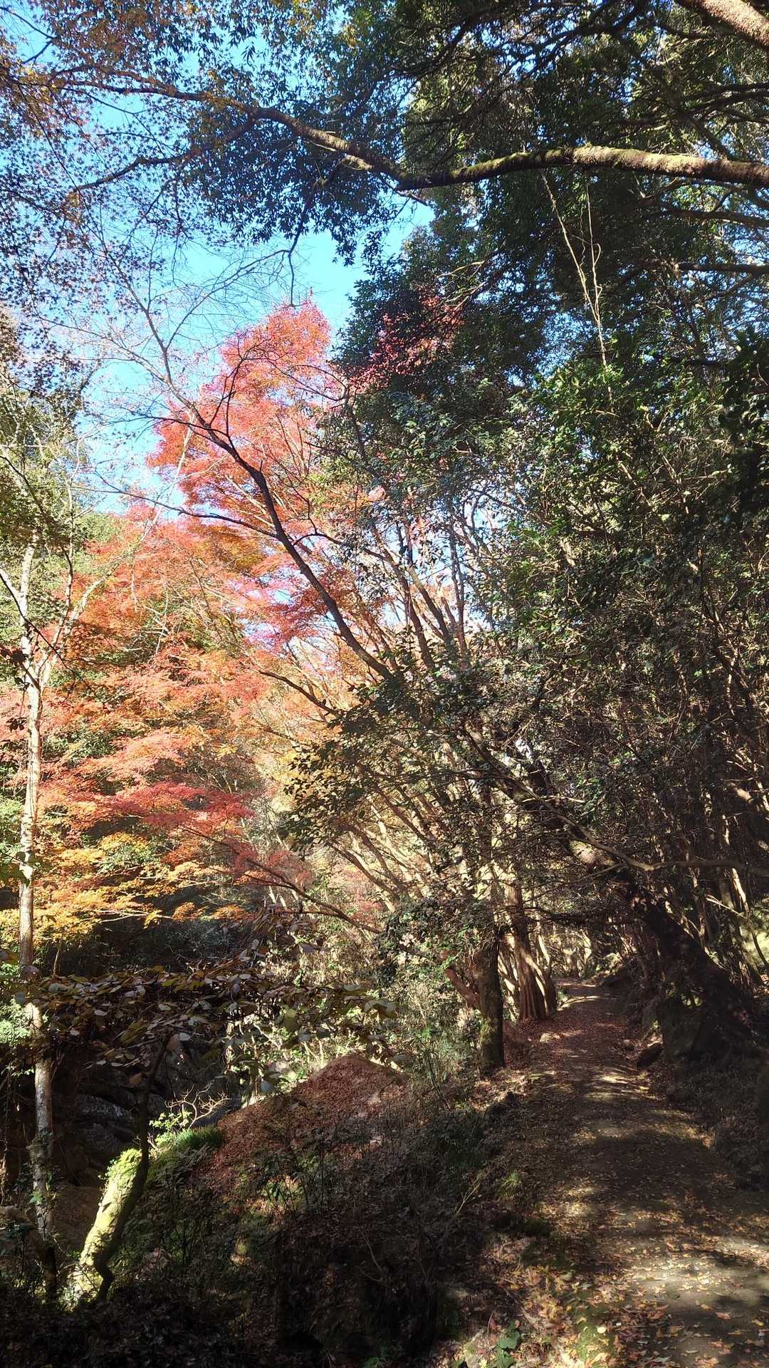王滝渓谷入口-梟ヶ城址展望台 周回コースの写真