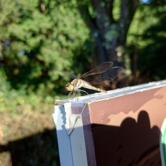 まだ活発に動けないご様子