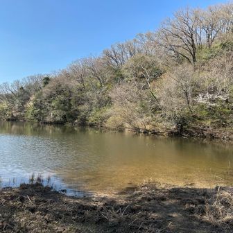 ２回目の池　ずっと仲良い二羽の🦆カモちゃんが泳いでます