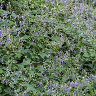 カリガネソウ群生(植栽)
兵庫県RDB:Bランク  絶滅危惧Ⅱ類