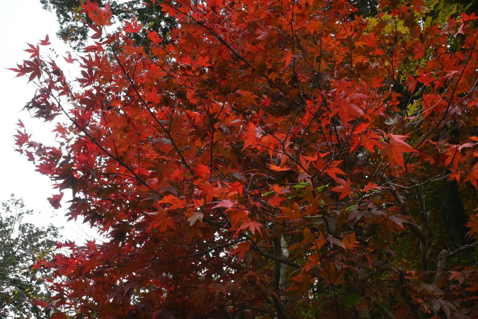 この🍁　際立つ　色の葉