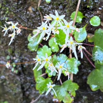 裏道から、スカイラインまでの道で、沢山お花を見ました