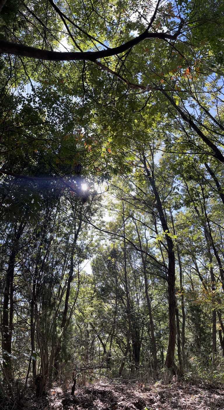 山頂での景色。
眺望はないので、すぐに下山します🚶🏻‍♀️