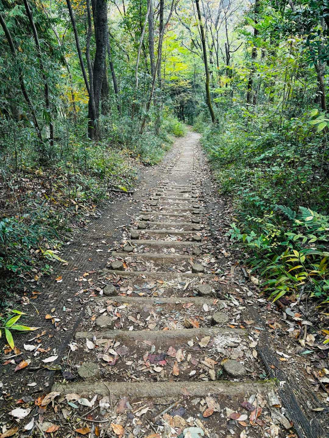 帰りは階段
しかし膝神様が暴れ出す😱
さっきの山行のアス道が効いたのか
たかが10分のコースタイムの下りの階段で膝が悲鳴を上げた🥹🥹🥹