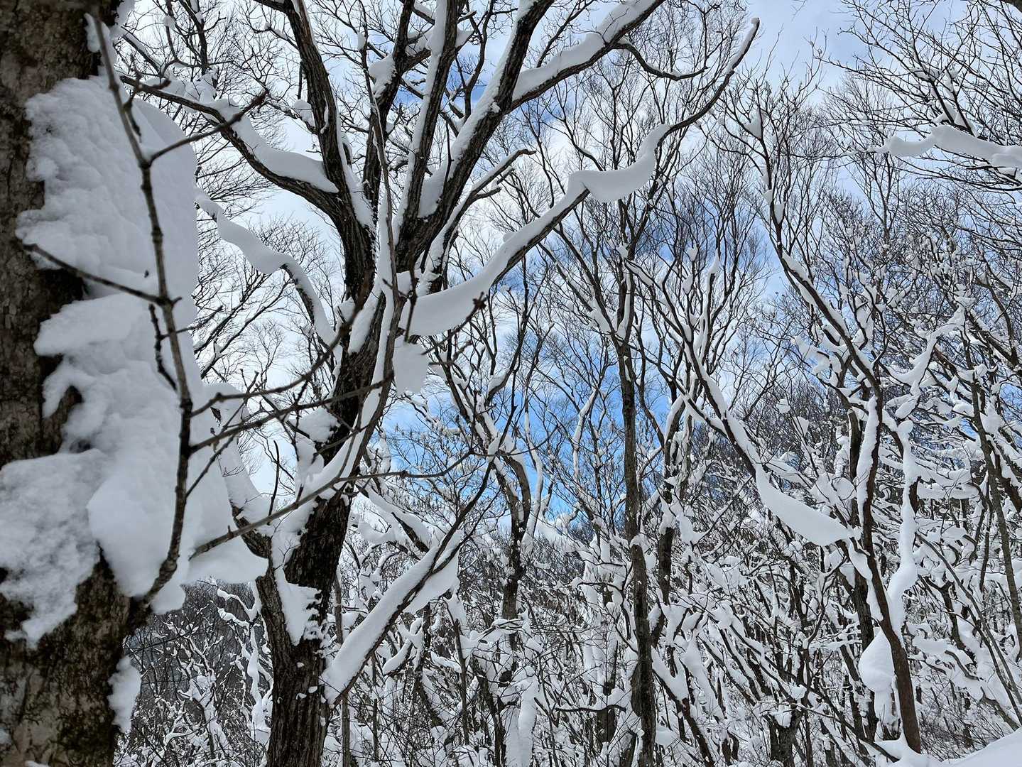 霧氷ほんとキレイ〜