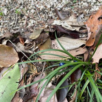 竜のヒゲって言う名前を聞いたのとこの植物に青い実がなるの初めて知った😆
一緒に行ったお子さんに教えてもらった