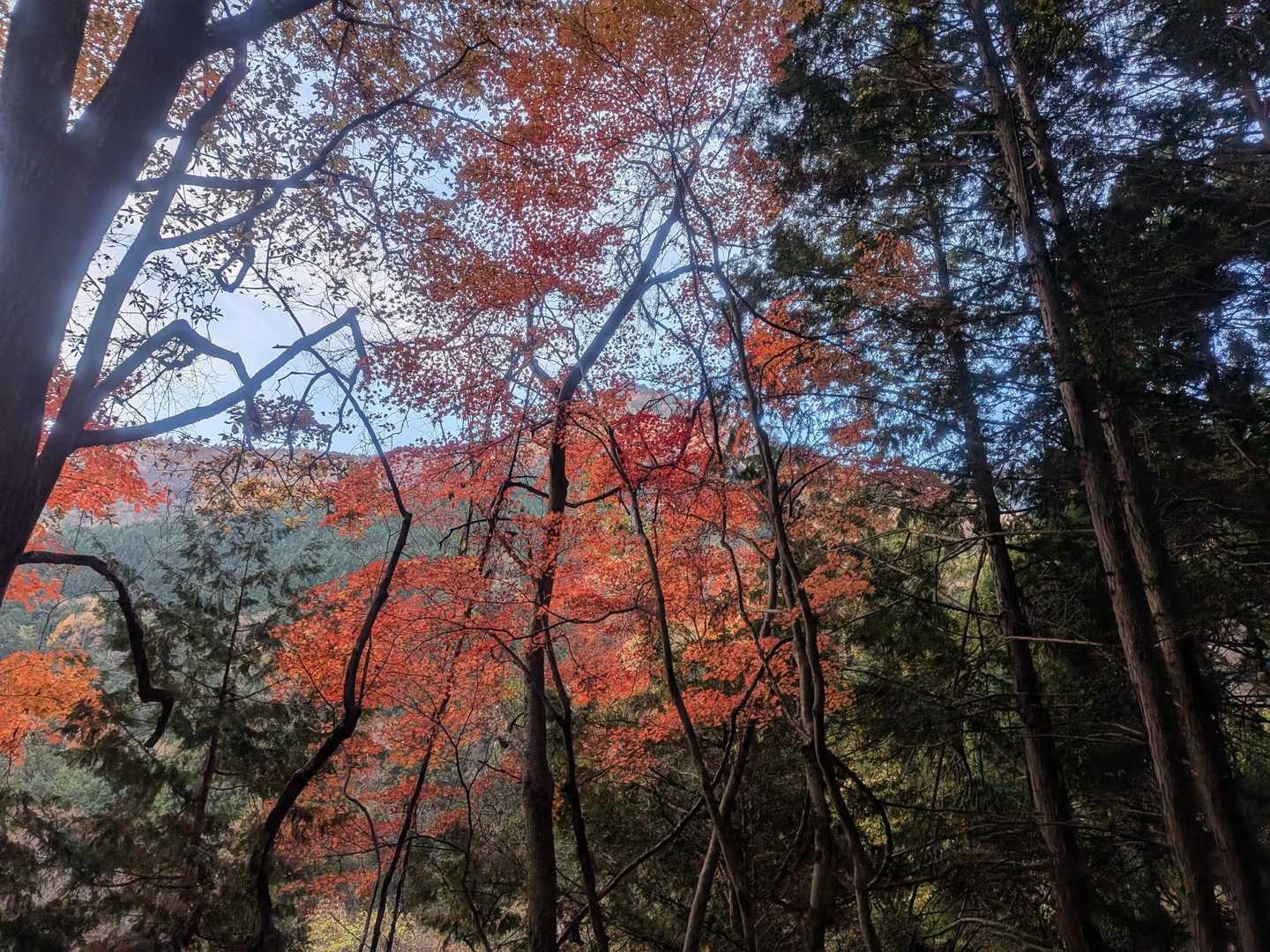 🍁