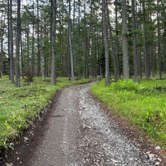 はじまりの林道
ここでピークスの取材を受けるのであった
私の中では、マサラタウンを出た初めての茂みくらい懐かしくて特別な道
