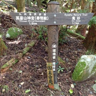 ここから四王寺の滝へ分岐。衣ヶ池で掃除をされている人がいたので少し話した。今度皆で虚空蔵～大南神社などを掃除に来るのだが早めに終われるように前もって掃除に来たとのこと。色んな話をしたが、玉屋神社では山伏のような格好（白装束？）をした人から祈祷した方がいいと声を掛けられて、終わったら3万円を請求され、持ってないと言ってもザックを無理やり開けられ財布が入っていたので強制的に取られた人がいたから気を付けてと言われる。（いつの話か聞かなかったが）