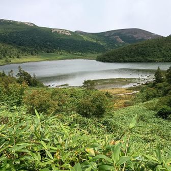 鎌沼