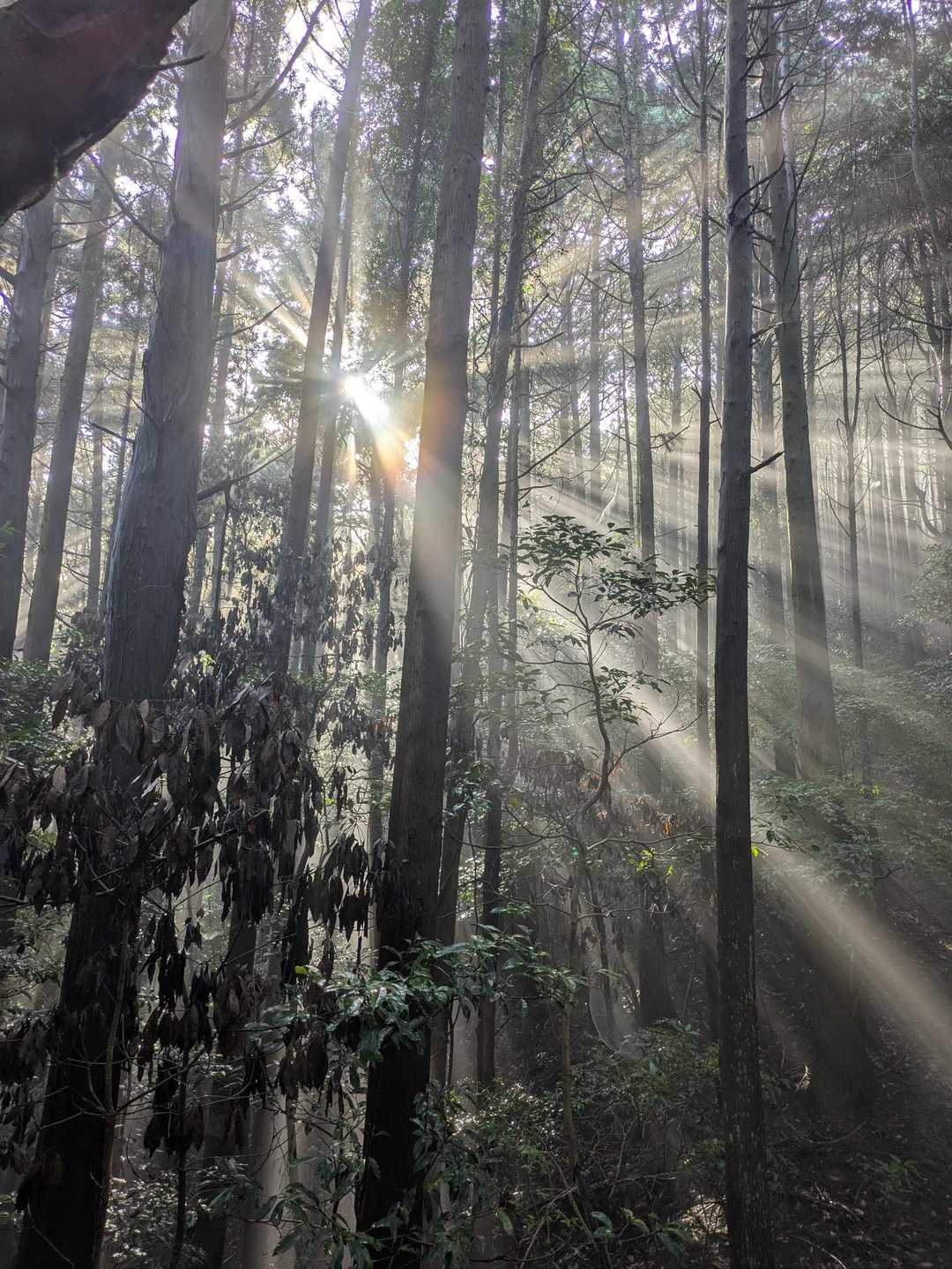 朝日🌄！