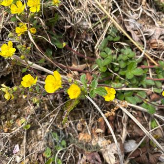 キジムシロ　と出た