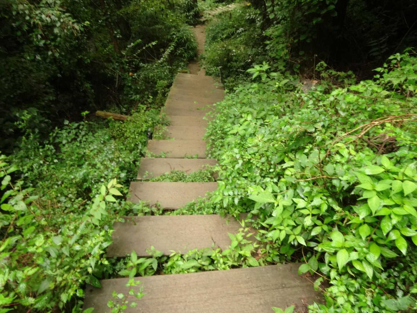 気持ちの良い道でした。多くの方か上ってこられました。