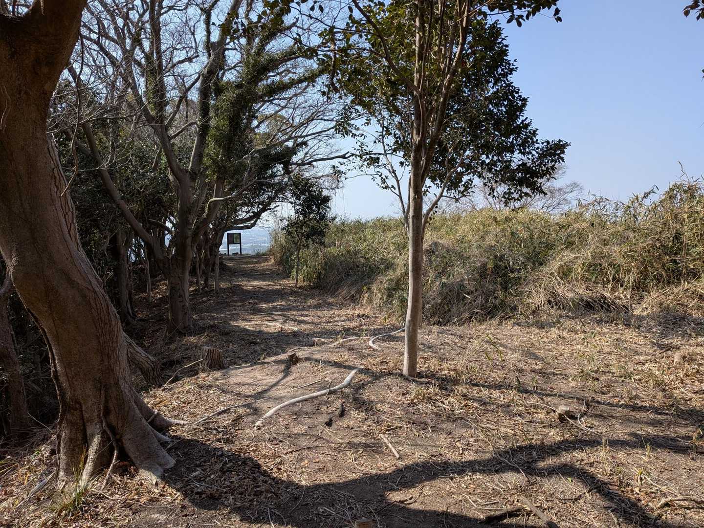 高畑城跡の様子。