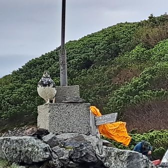 蝶ヶ岳ヒュッテ　テント場　避雷針で
『ゲロゲーロ～』
って鳴いてました❗
2-3mぐらい離れた場所へ、こそっと座って～
おはよーなんもしないよー
って、ささやきボイスしたら～
『くっくー』って鳴きながら、1mぐらいまで、寄ってきてくれました(笑)
