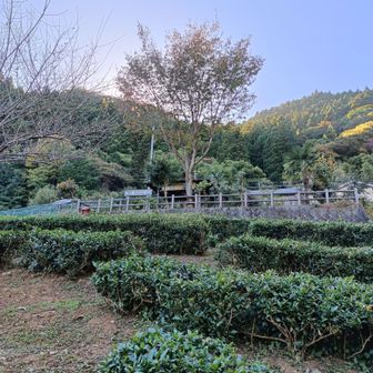 鎌沢休憩所も茶畑に囲まれ素敵です